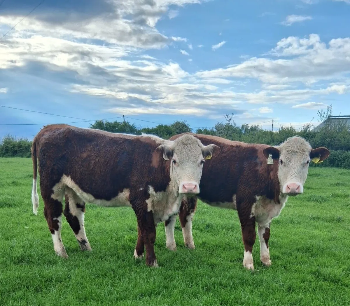 PBR Maiden Heifers - Image 1