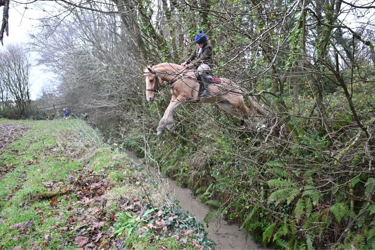 Allrounder gelding - Image 2