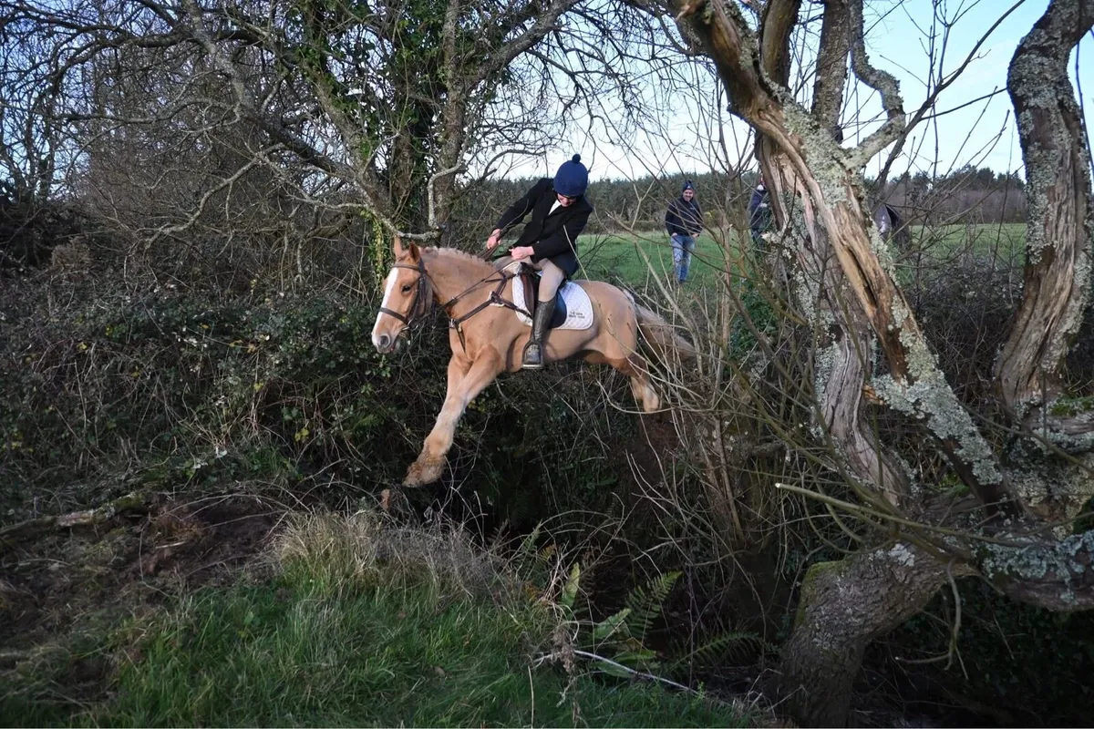 Allrounder gelding - Image 3