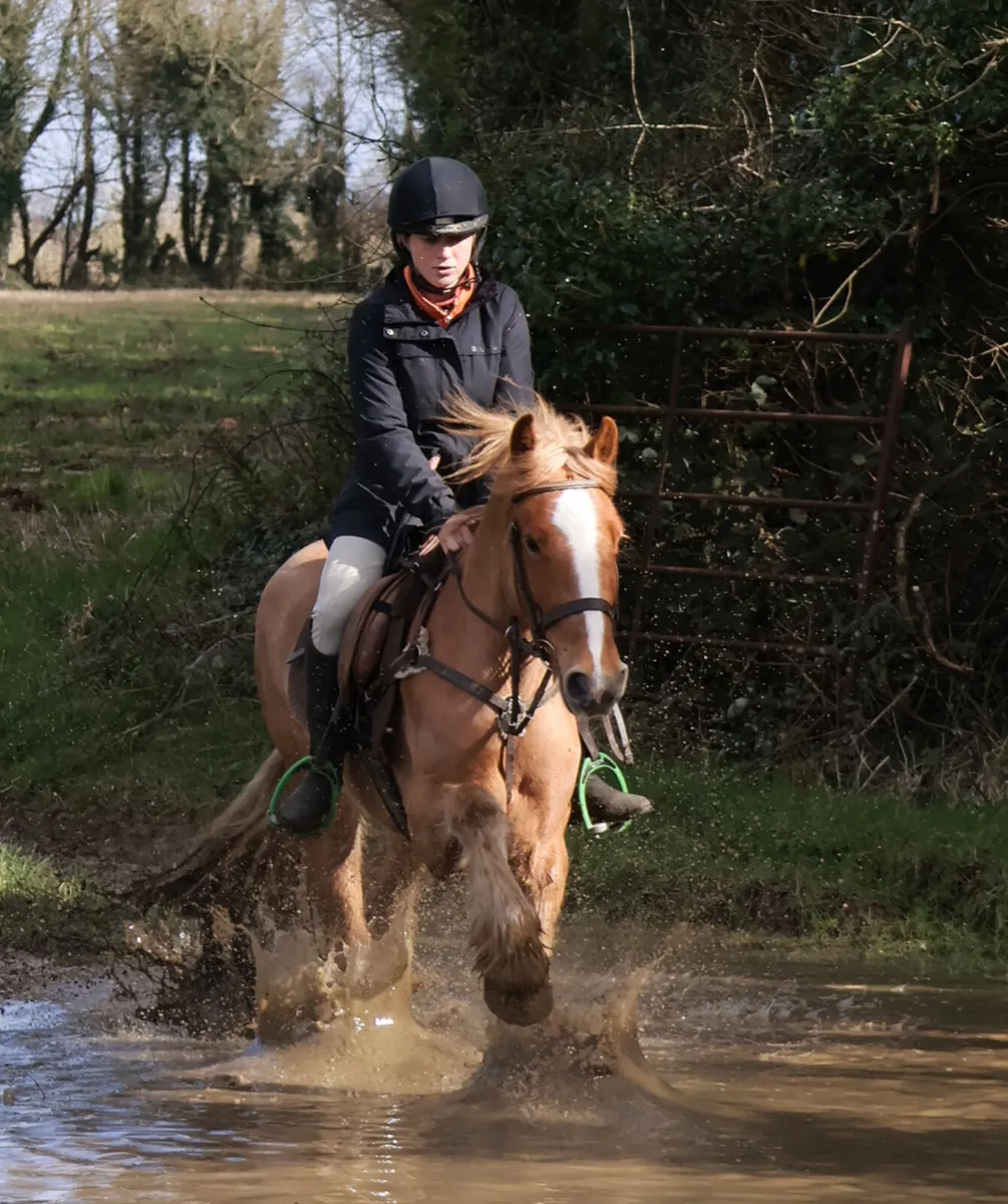 Allrounder gelding - Image 4