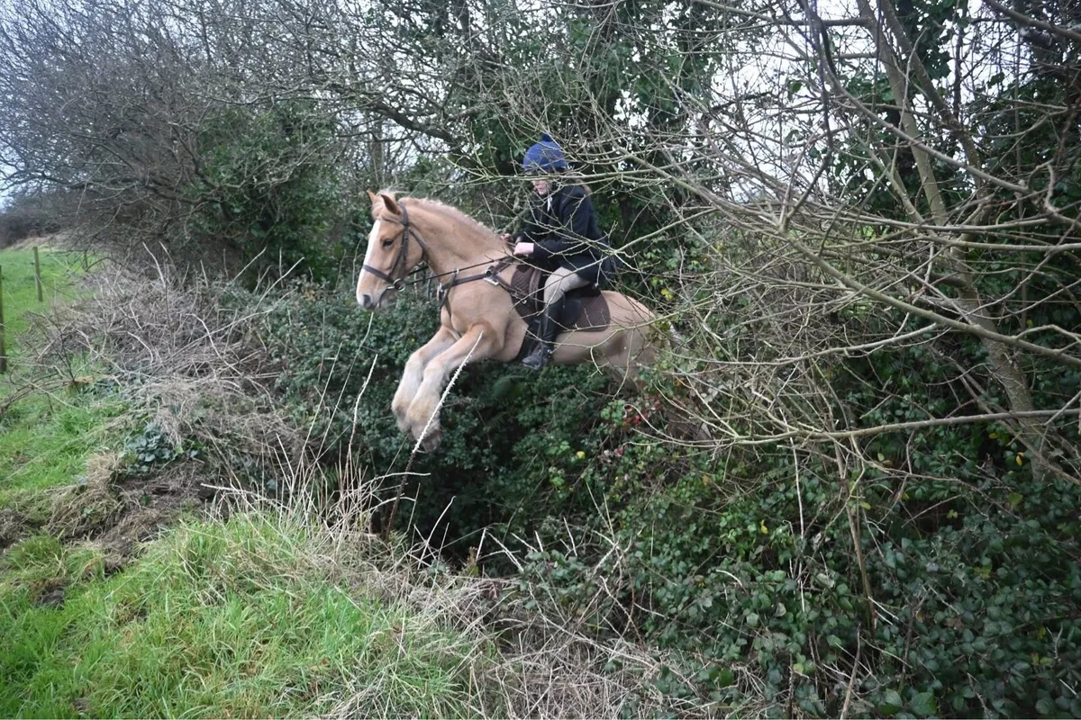 Allrounder gelding - Image 1