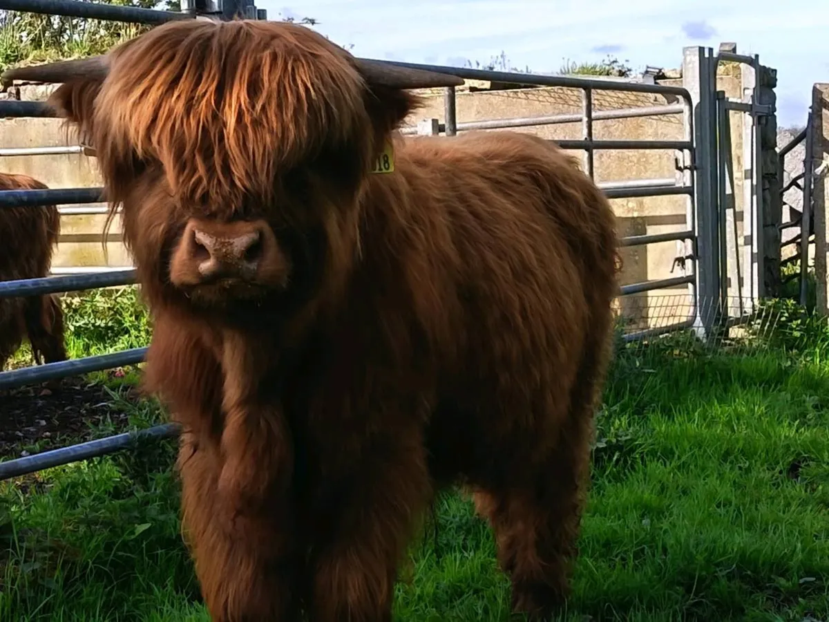 Highland Bull Calf - Image 2