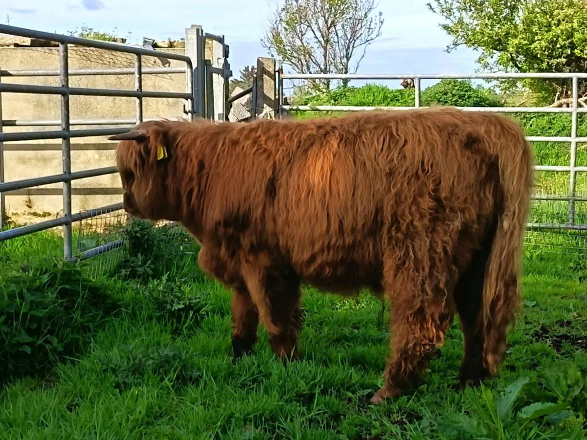 Highland Bull Calf - Image 3