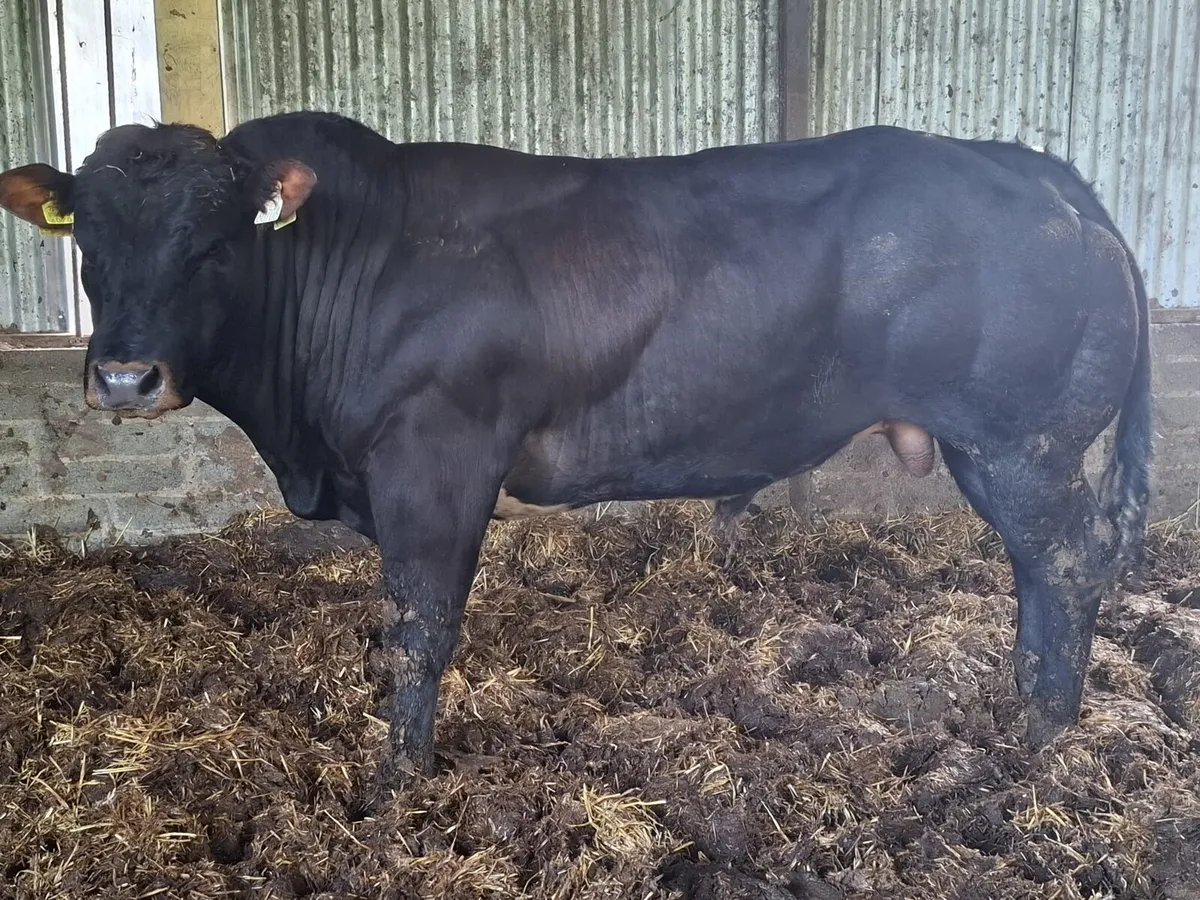 2 Hybrid Belgian Blue Bulls - Image 1
