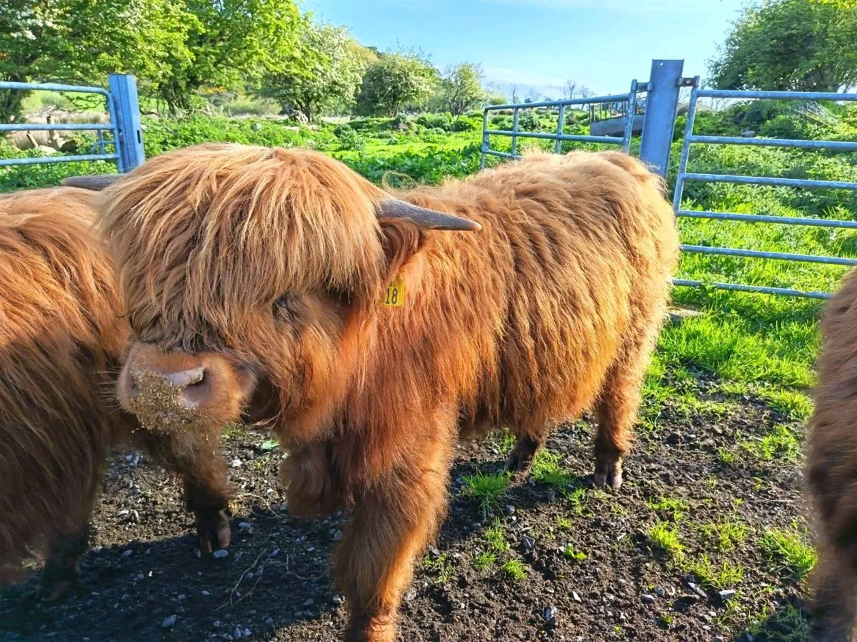 Highland Bull Calf - Image 4
