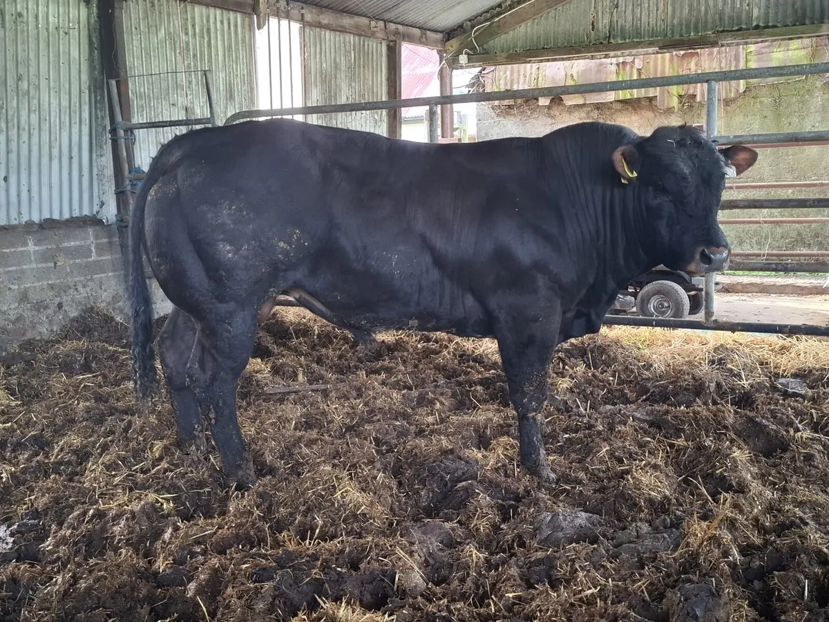 2 Hybrid Belgian Blue Bulls - Image 2