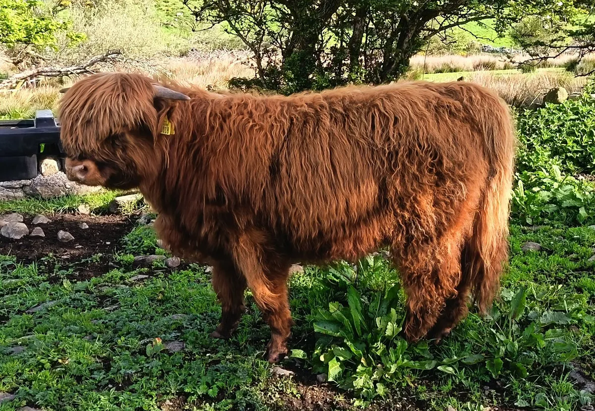 Highland Bull Calf - Image 1