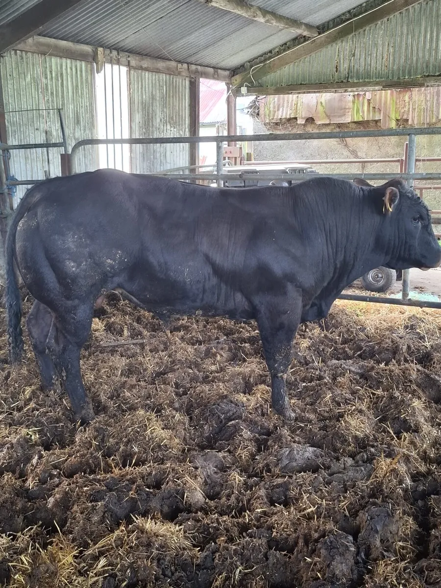 2 Hybrid Belgian Blue Bulls - Image 4