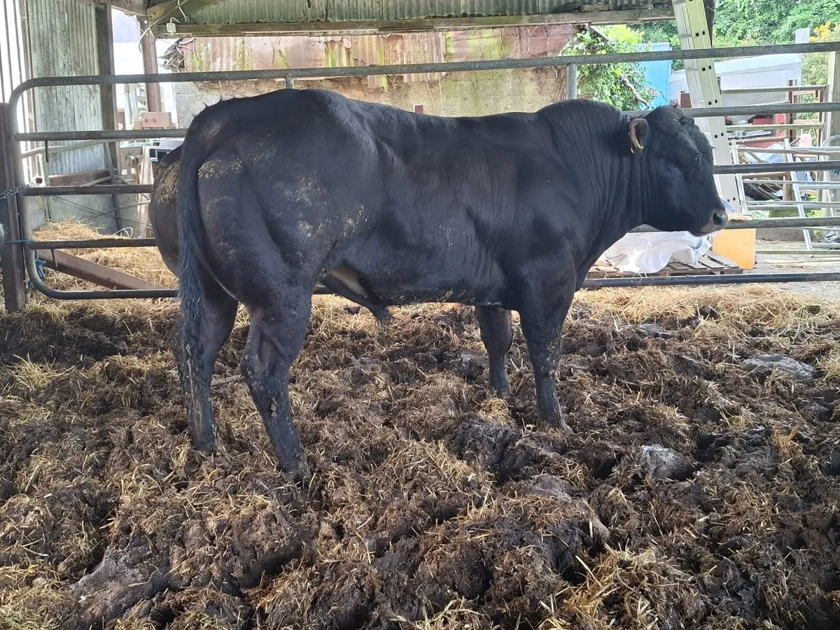 2 Hybrid Belgian Blue Bulls - Image 3