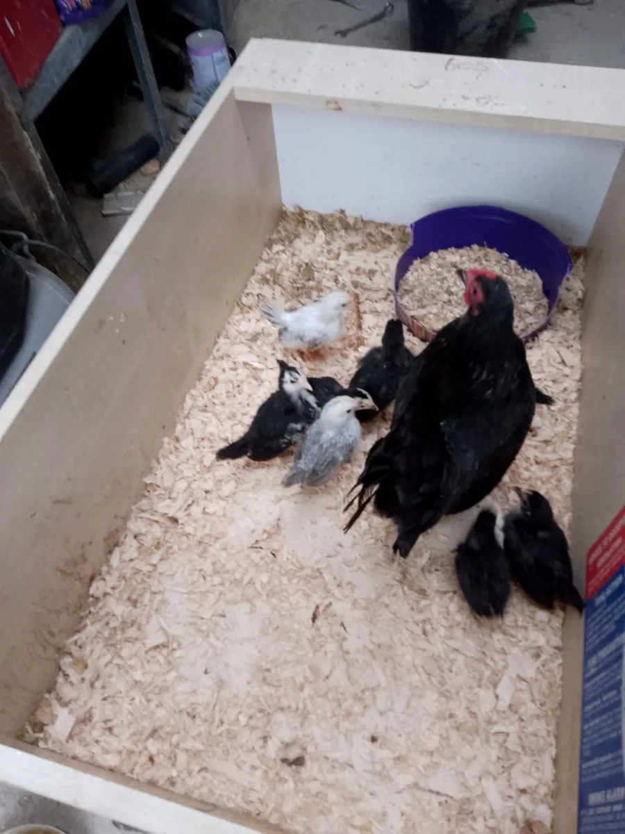 Bantams - Image 1