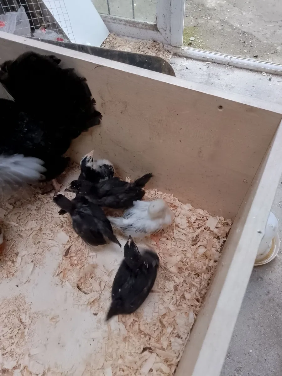 Bantams - Image 3