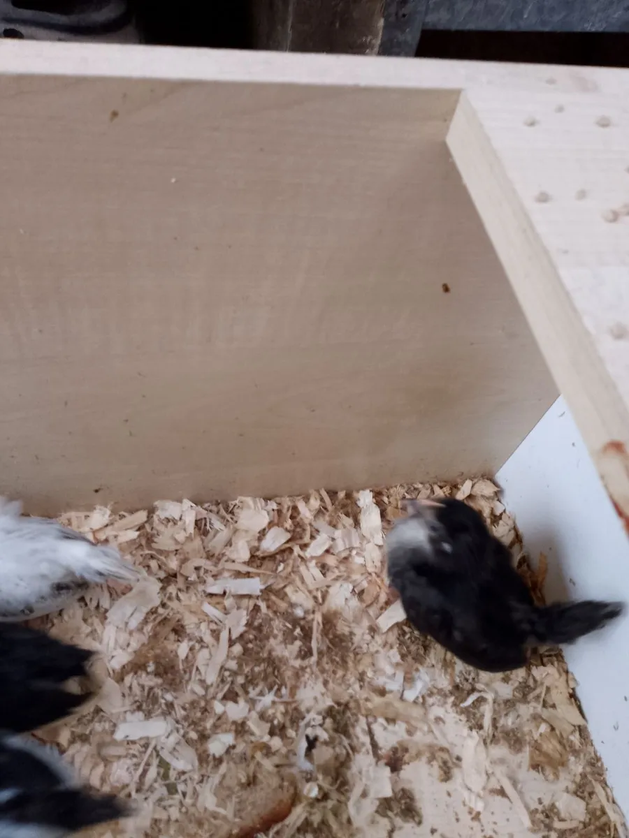 Bantams - Image 2