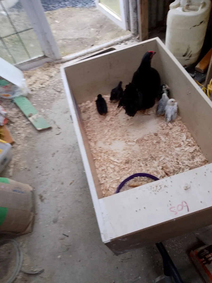 Bantams - Image 4