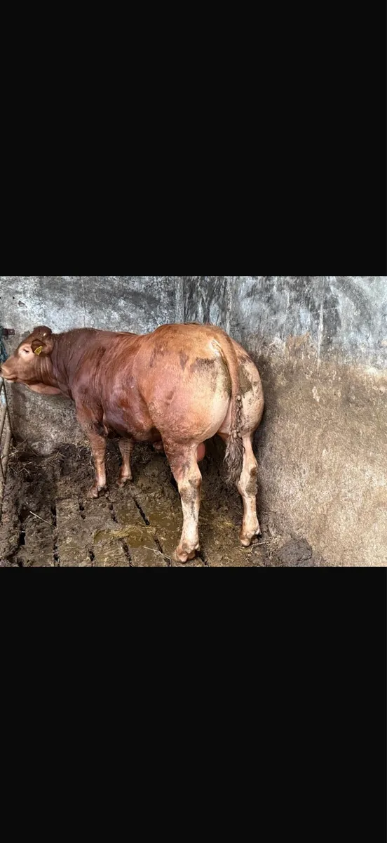 *limousine bull* - Image 1
