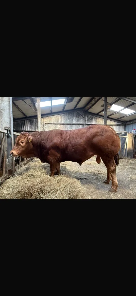 *limousine bull* - Image 2