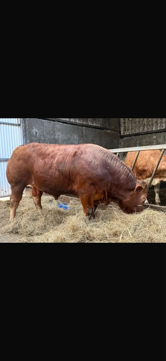 *limousine bull* - Image 3