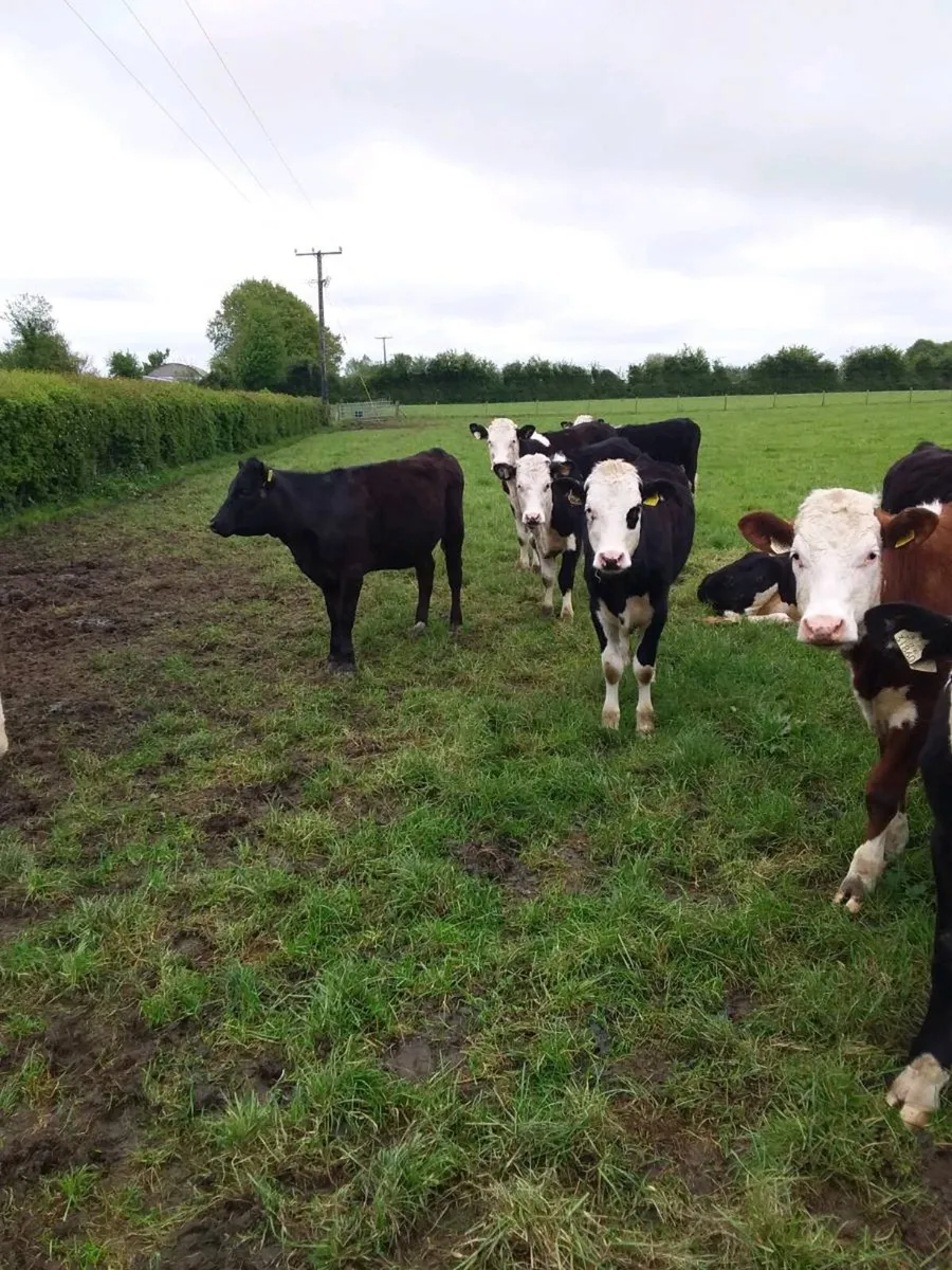 AngusXHereford Heifers - Image 1