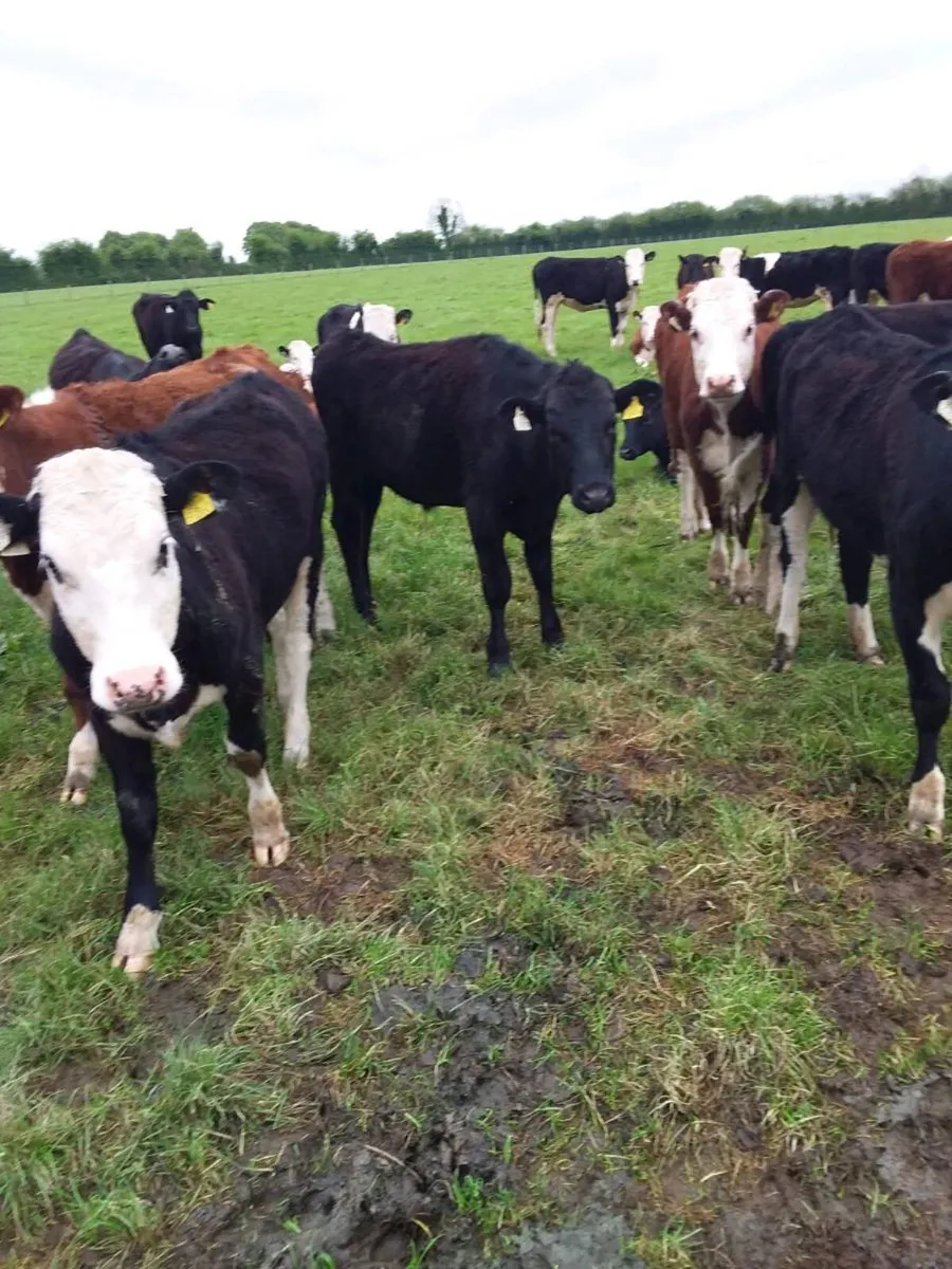 AngusXHereford Heifers - Image 2
