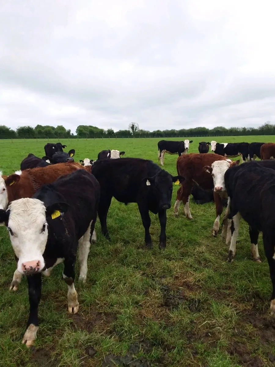AngusXHereford Heifers - Image 3