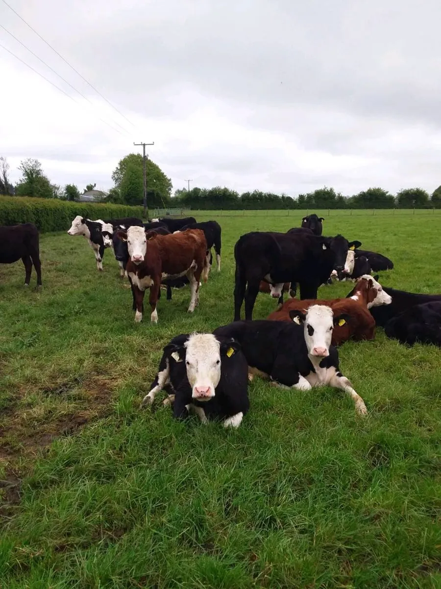 AngusXHereford Heifers - Image 4