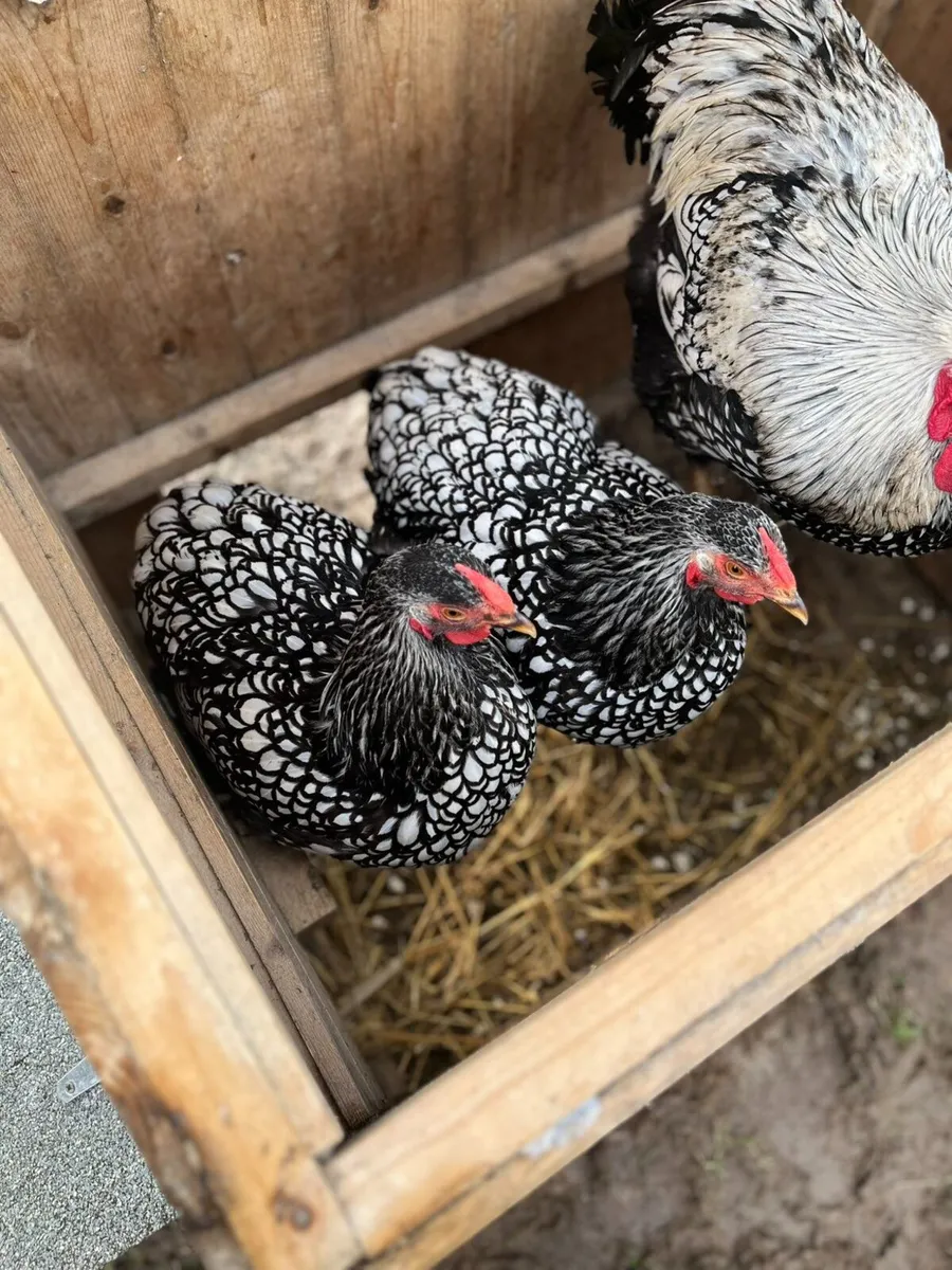 Hens - Image 3