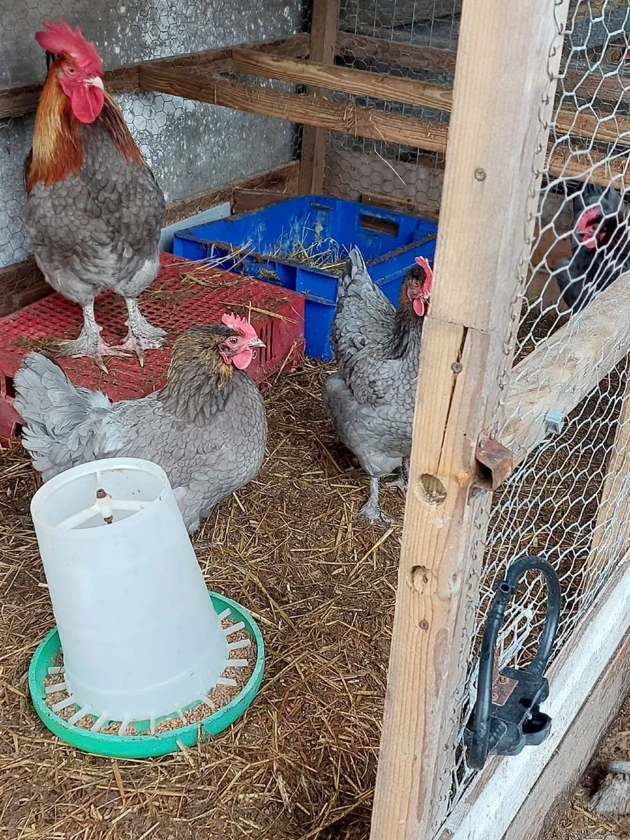 Hens - Image 4