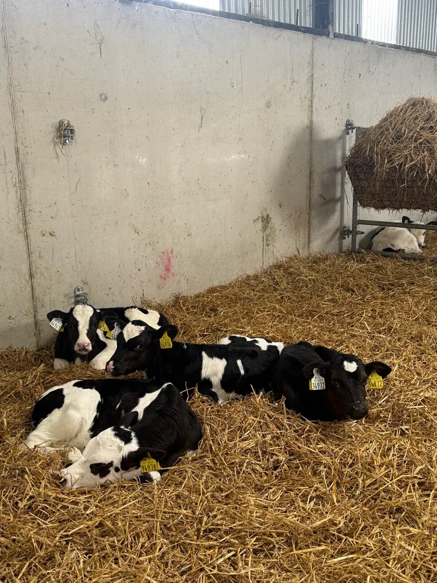 14 heifers - Image 4