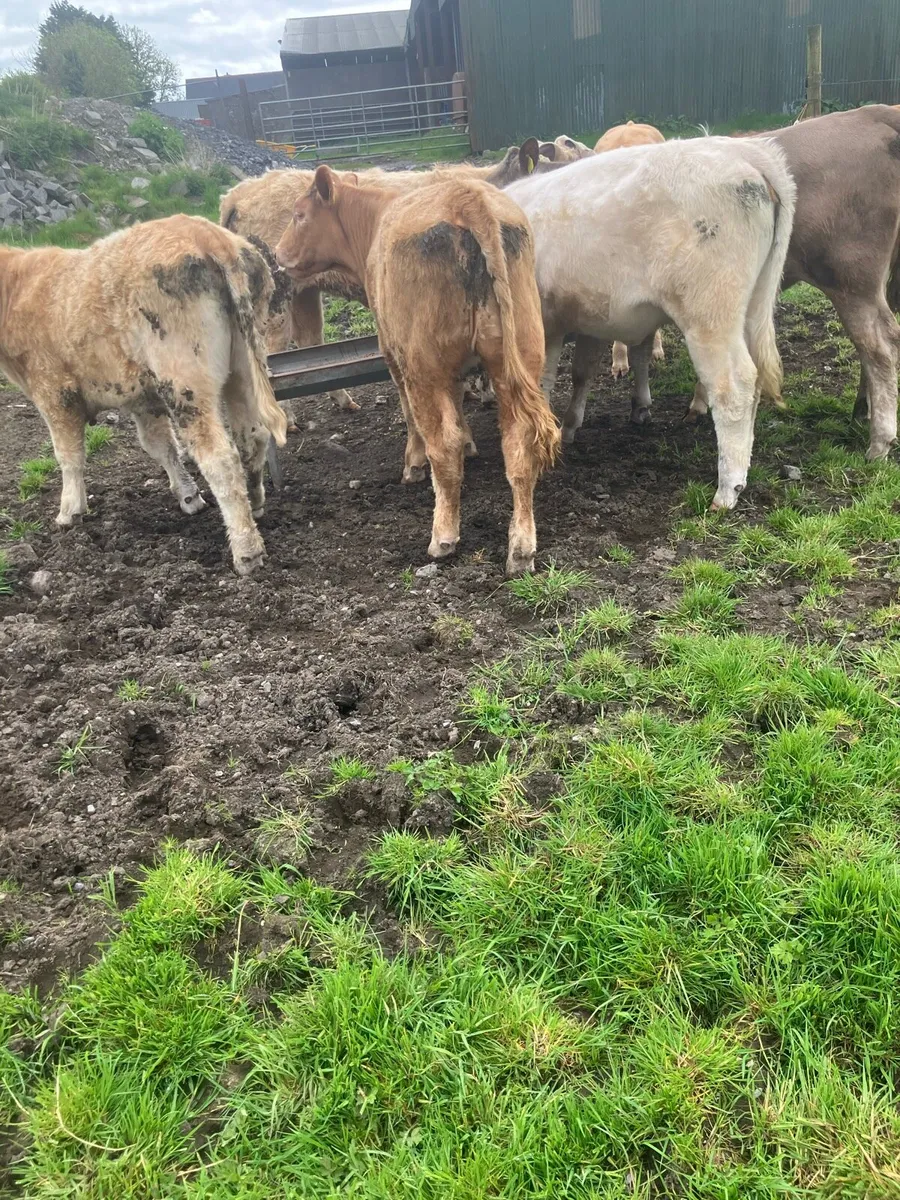 9 Continental Weanling Heifers - Image 2