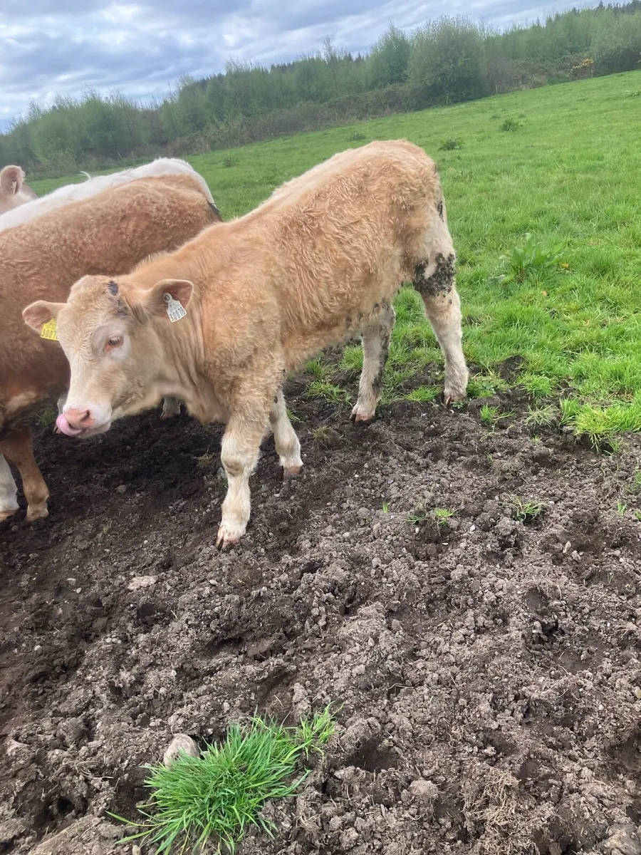 9 Continental Weanling Heifers - Image 3