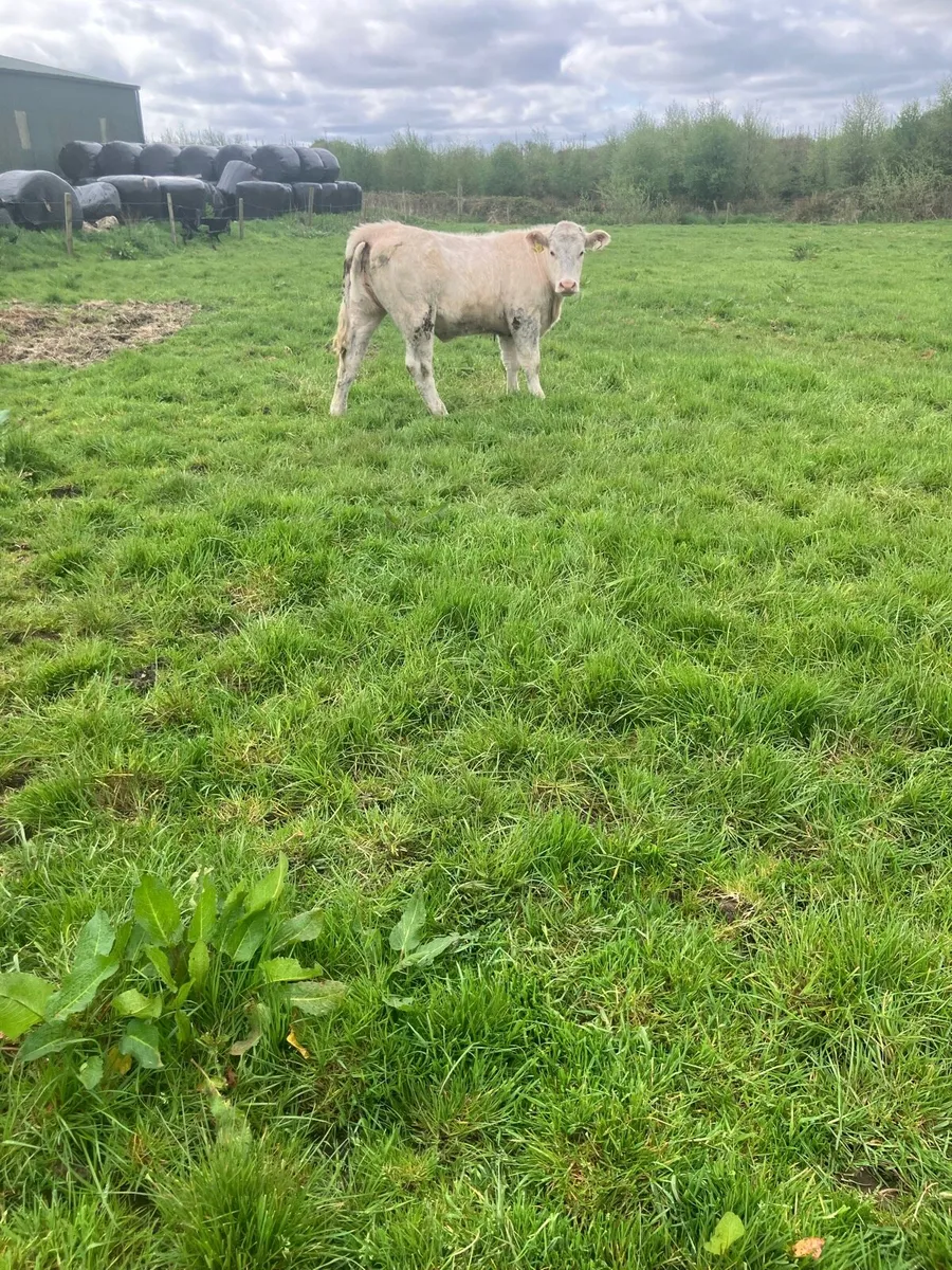 9 Continental Weanling Heifers - Image 1
