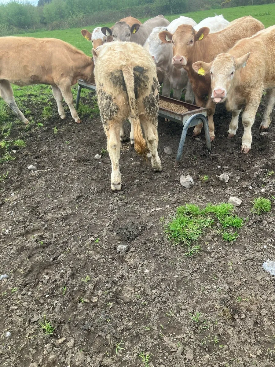 9 Continental Weanling Heifers - Image 4