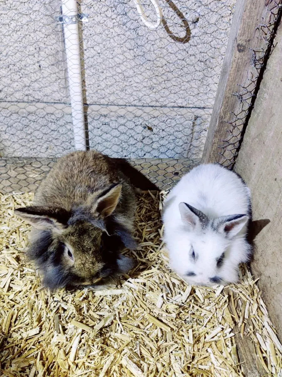 Pet Rabbits - Image 1