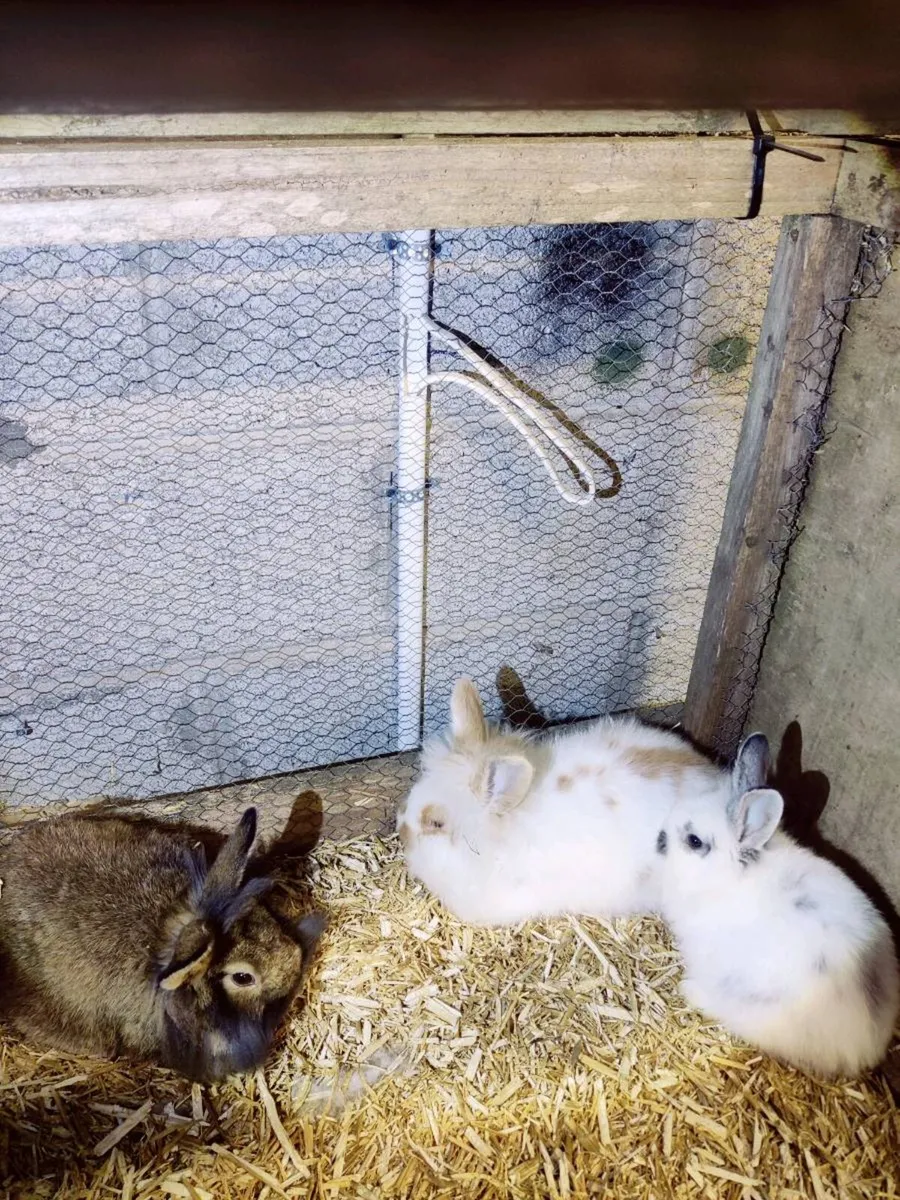 Pet Rabbits - Image 2