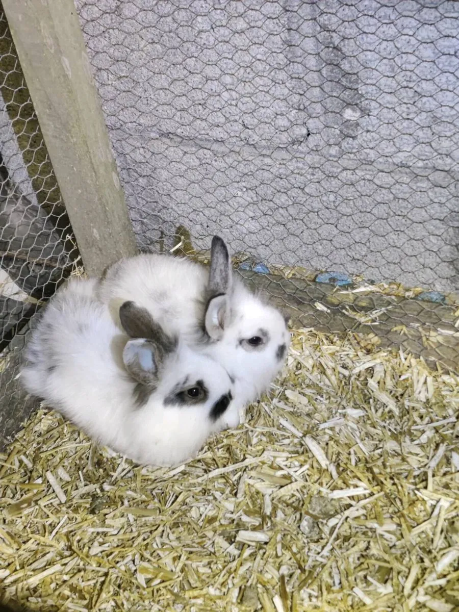 Pet Rabbits - Image 3