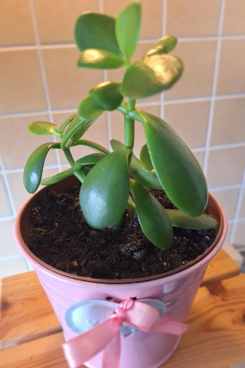 Money Tree / Jade Plant in Cute Pink Pot - Image 1