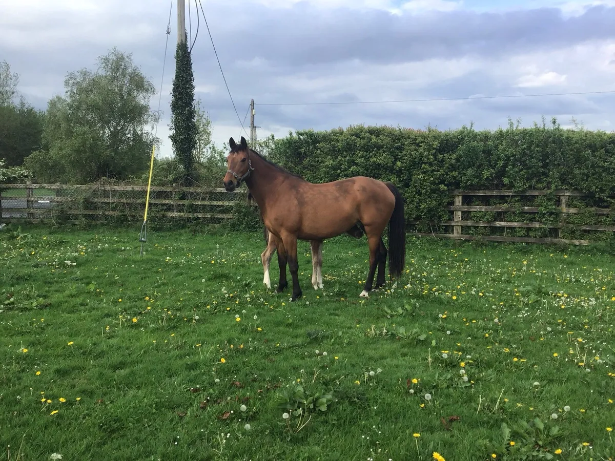 Top Quality Mare & Foal - Image 3