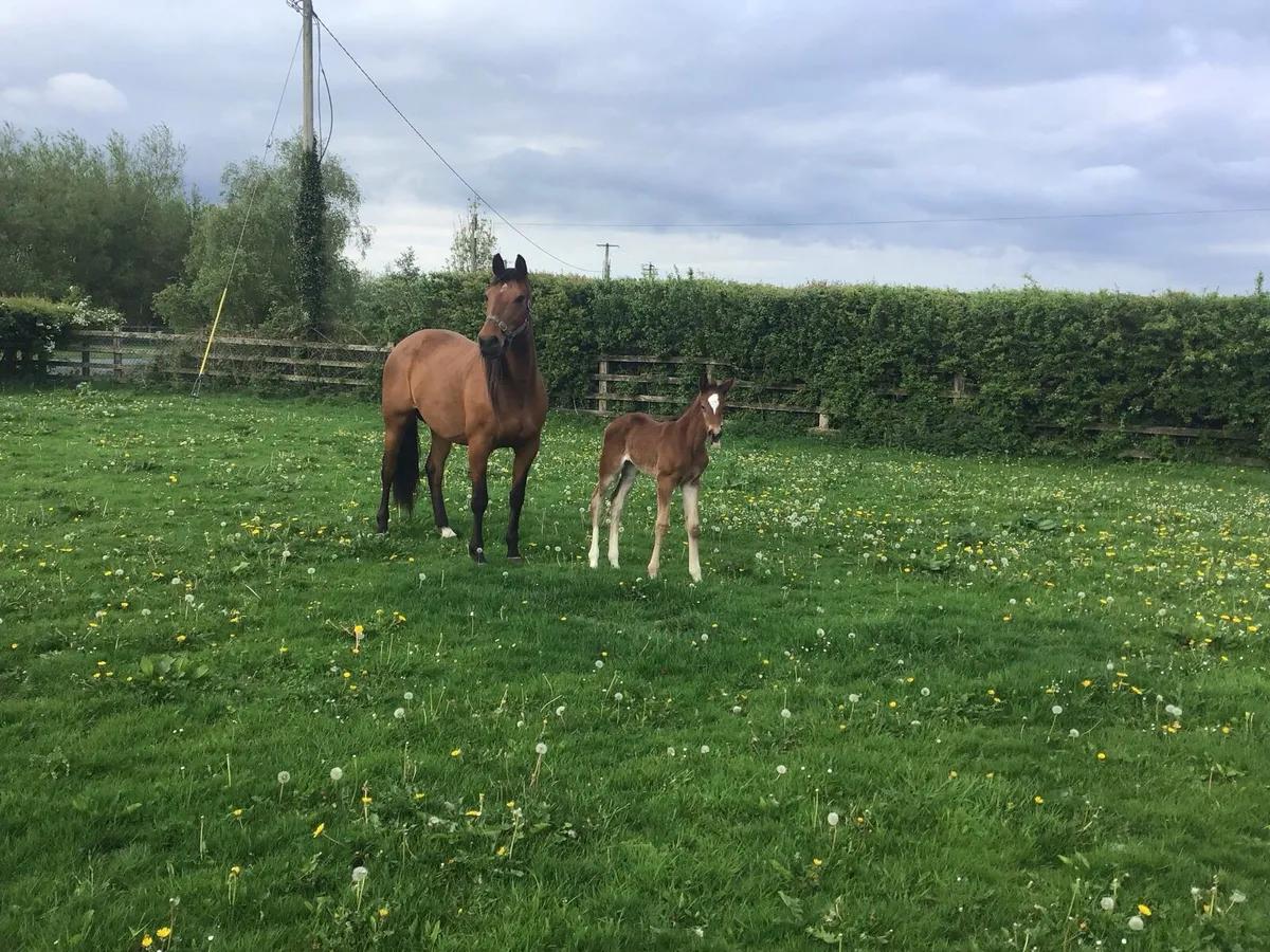 Top Quality Mare & Foal - Image 2