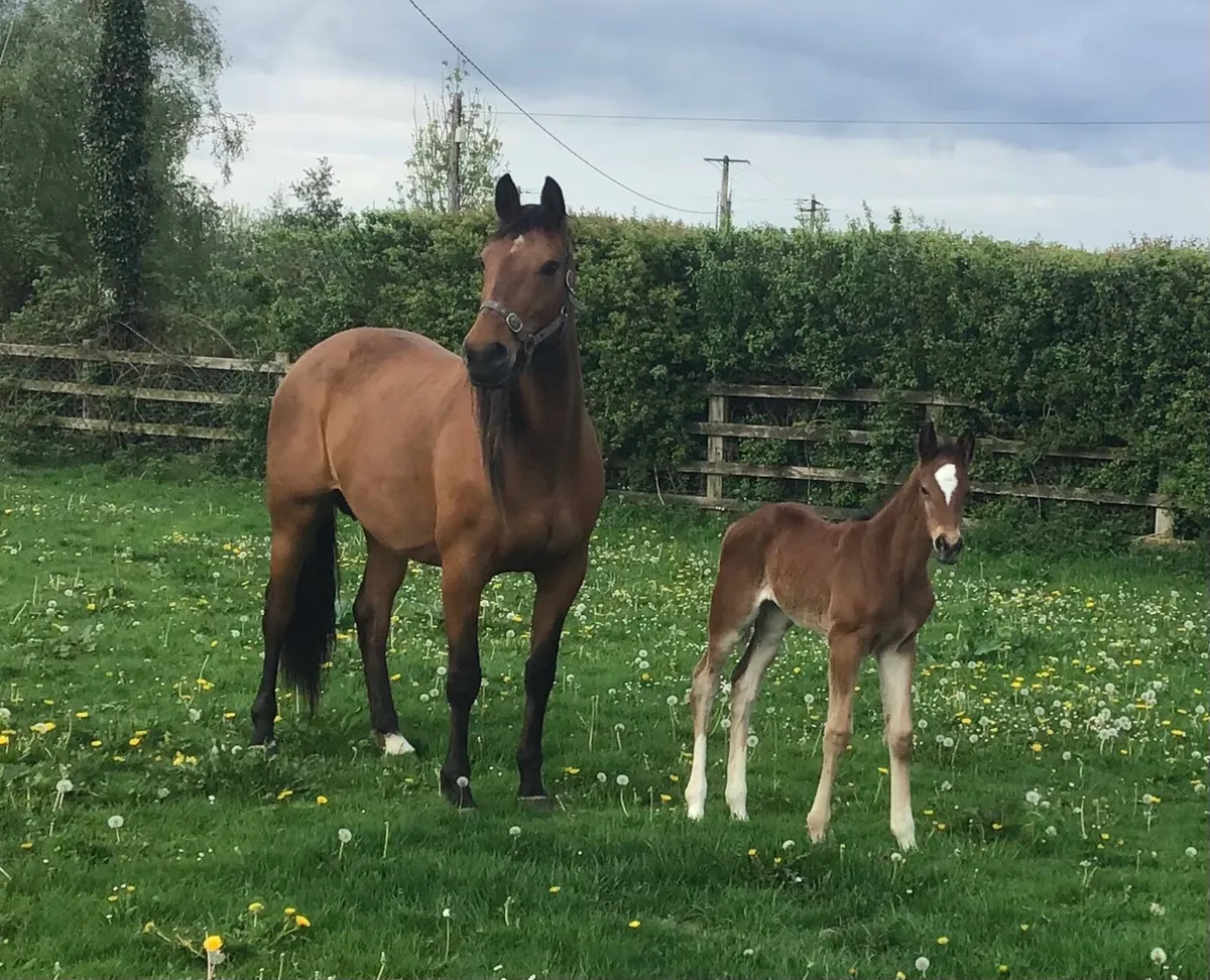Top Quality Mare & Foal - Image 1