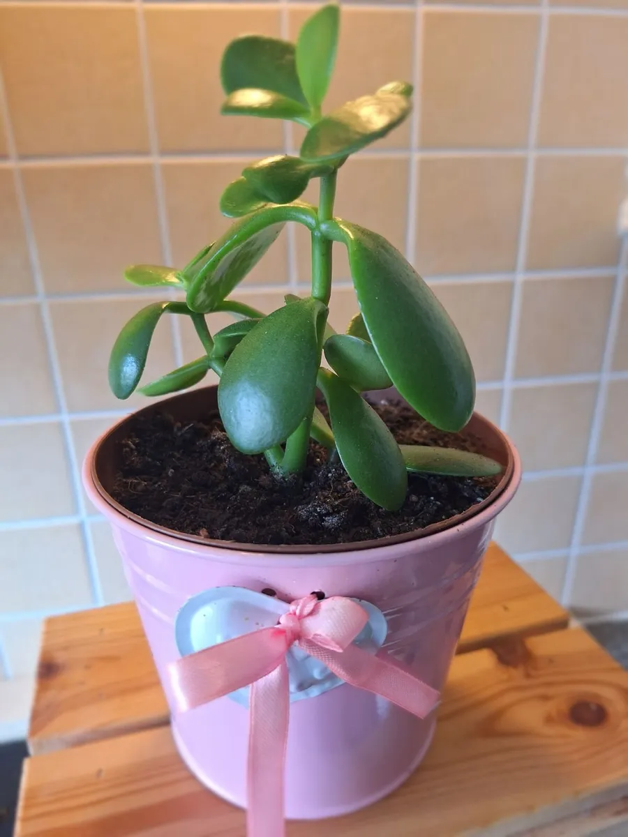 Money Tree / Jade Plant in Cute Pink Pot - Image 2