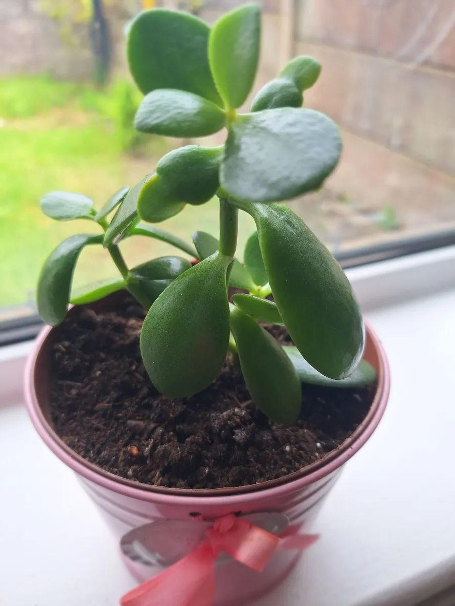 Money Tree / Jade Plant in Cute Pink Pot - Image 3