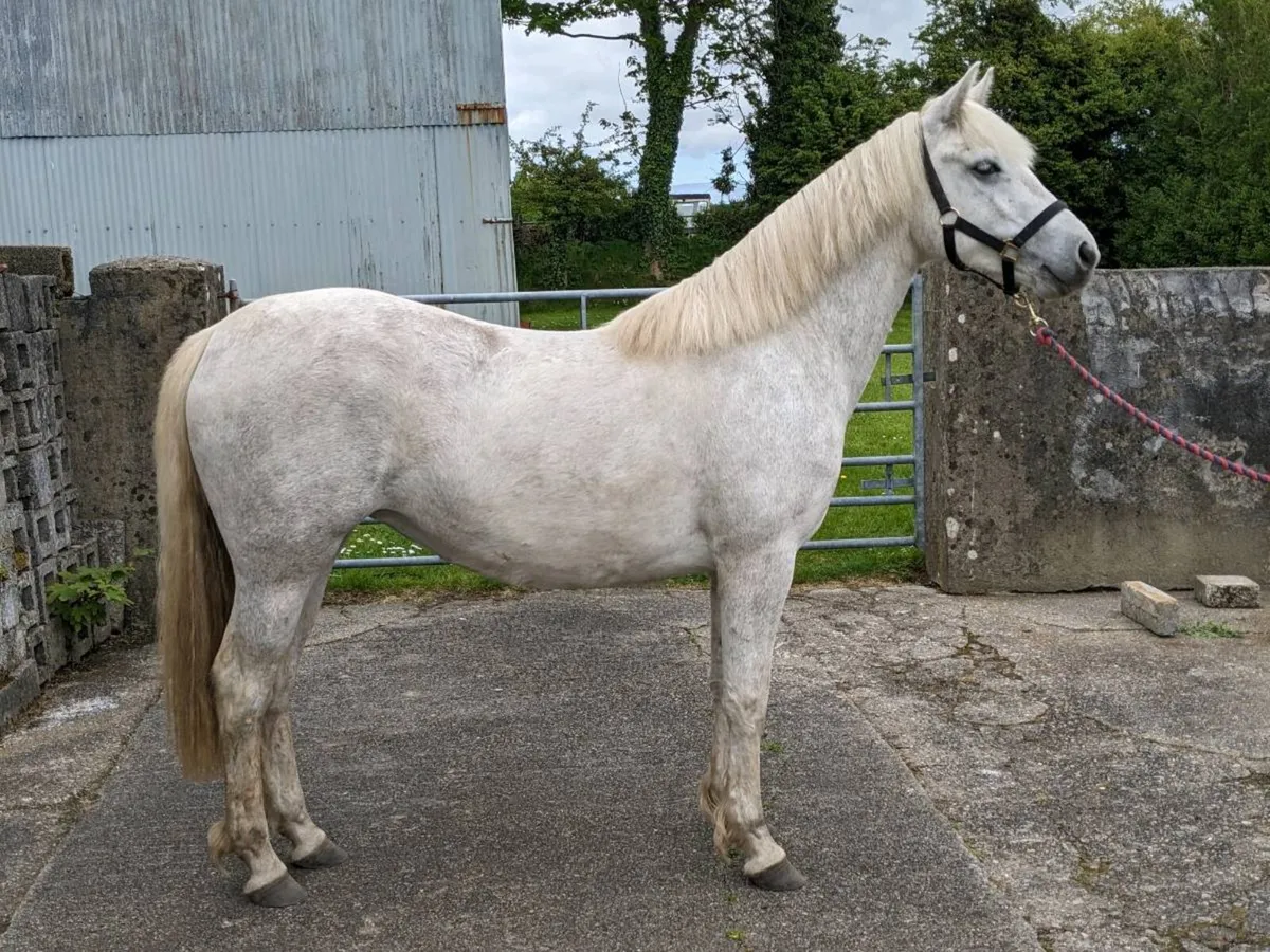 2yr old Connemara Filly - Image 1