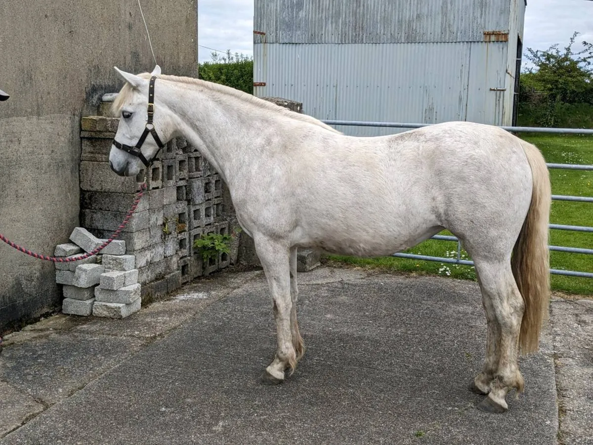 2yr old Connemara Filly - Image 2