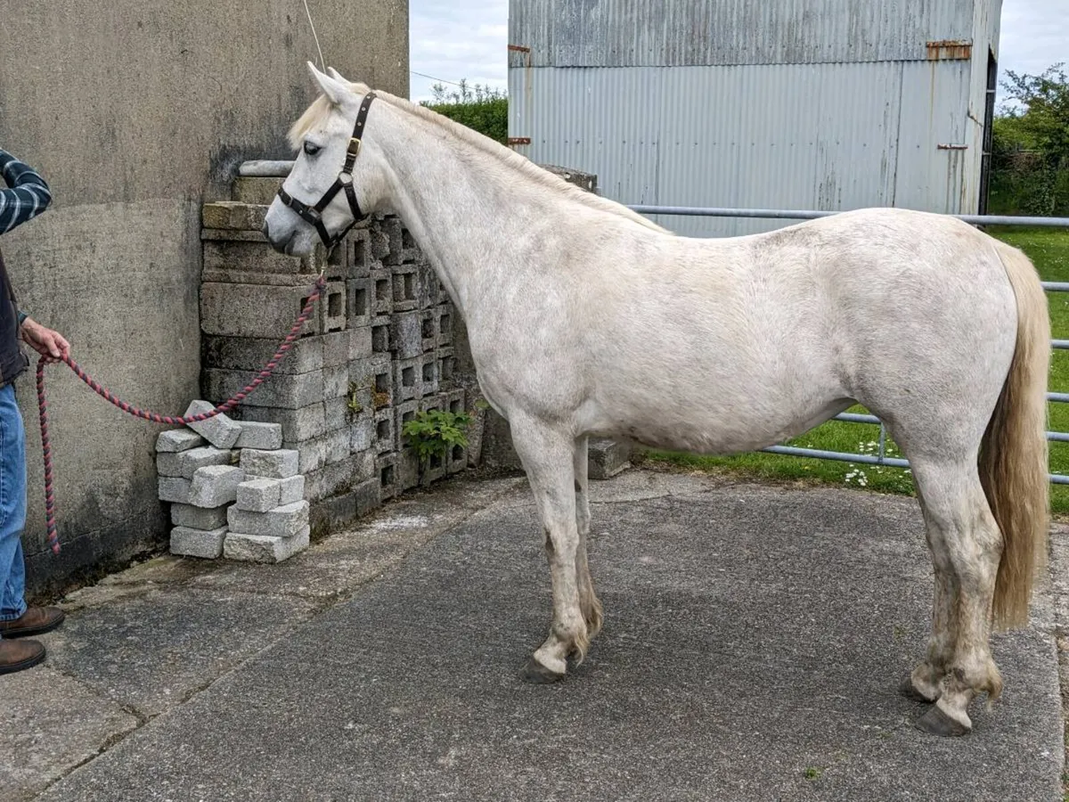 2yr old Connemara Filly - Image 3