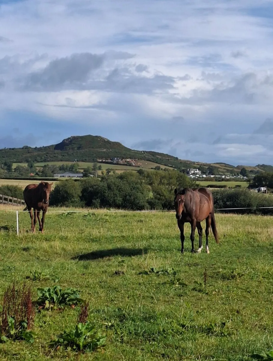 Equine, horses, grazing, livery - Image 1