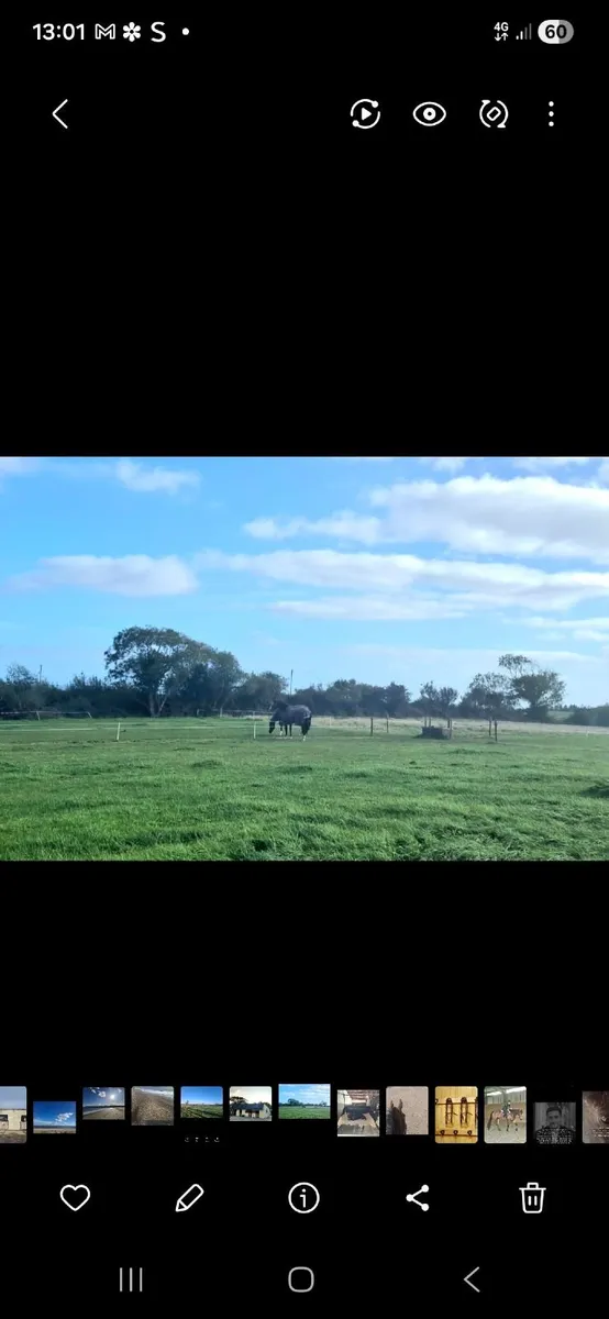 Equine, horses, grazing, livery - Image 4