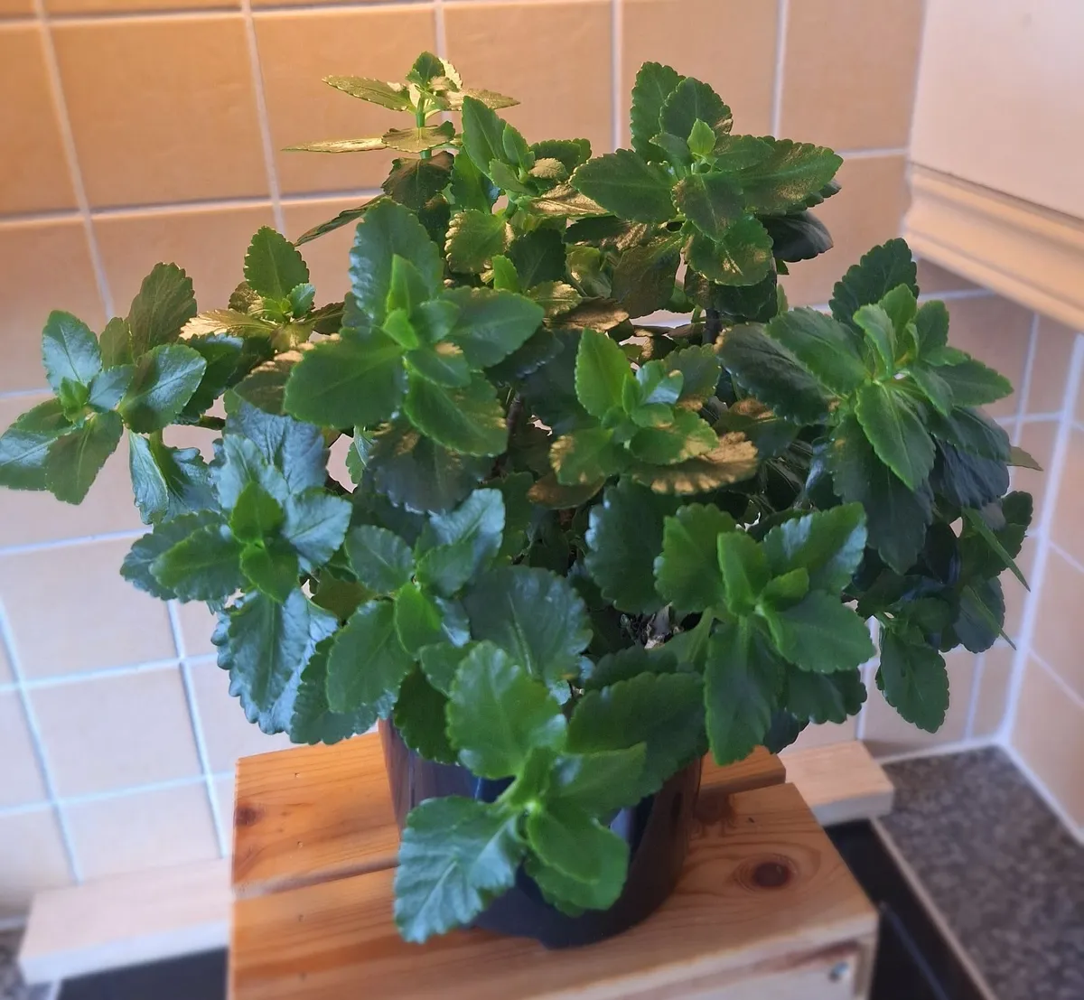 Large, Bushy Kalanchoe Plant in Black Pot - Image 2