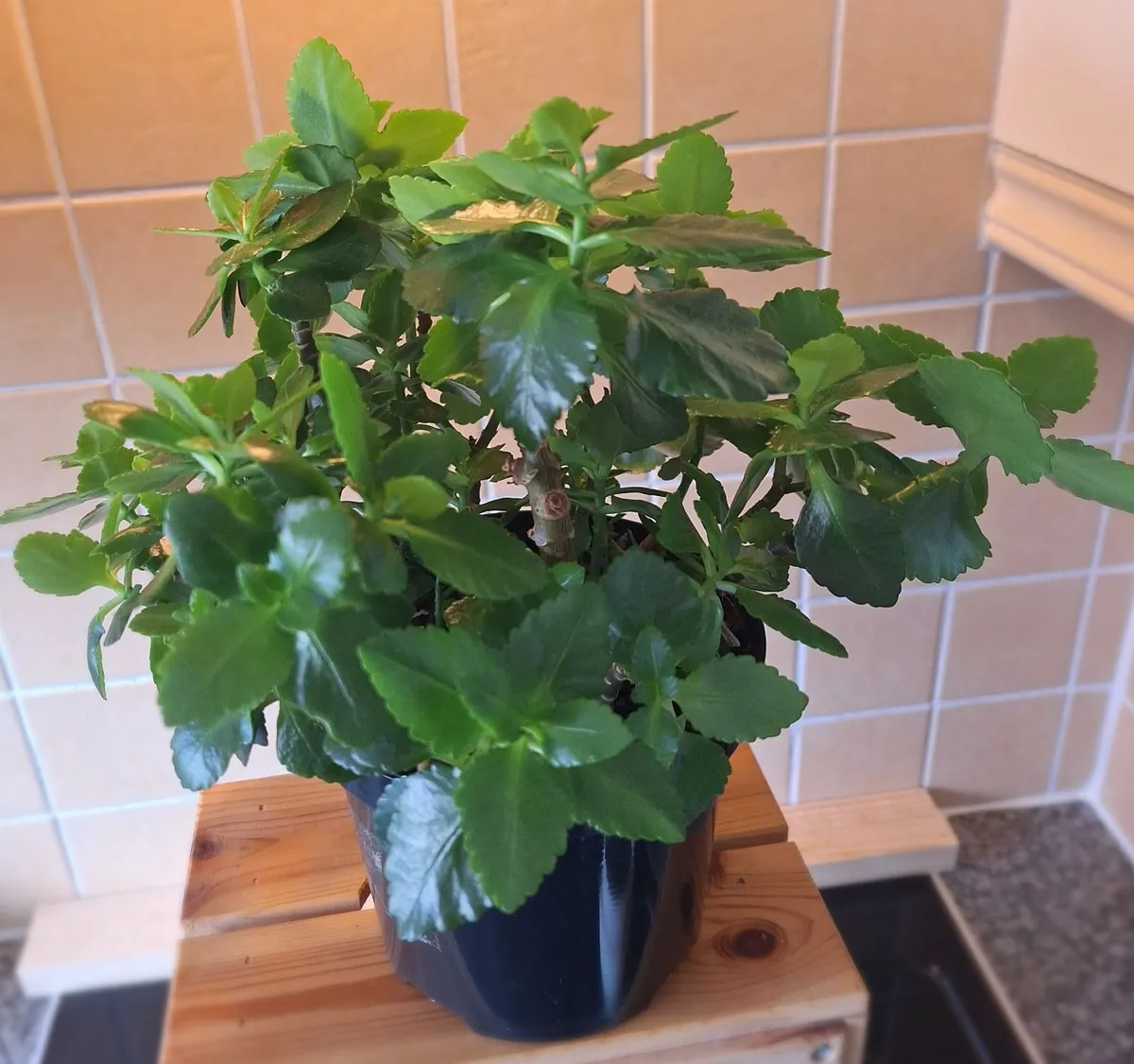 Large, Bushy Kalanchoe Plant in Black Pot - Image 3