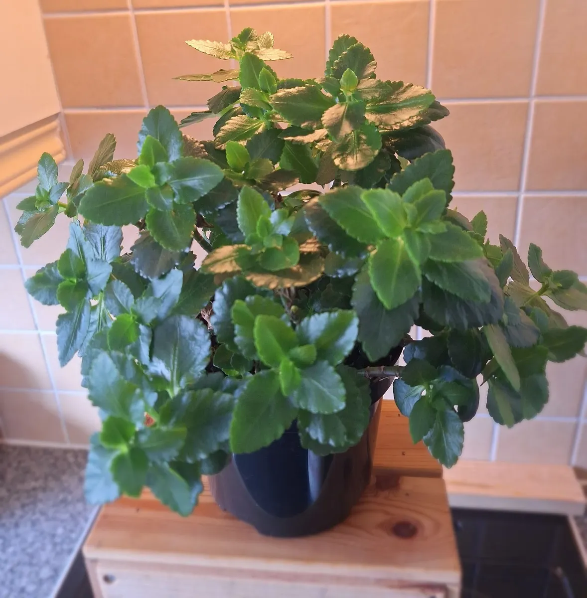Large, Bushy Kalanchoe Plant in Black Pot - Image 1