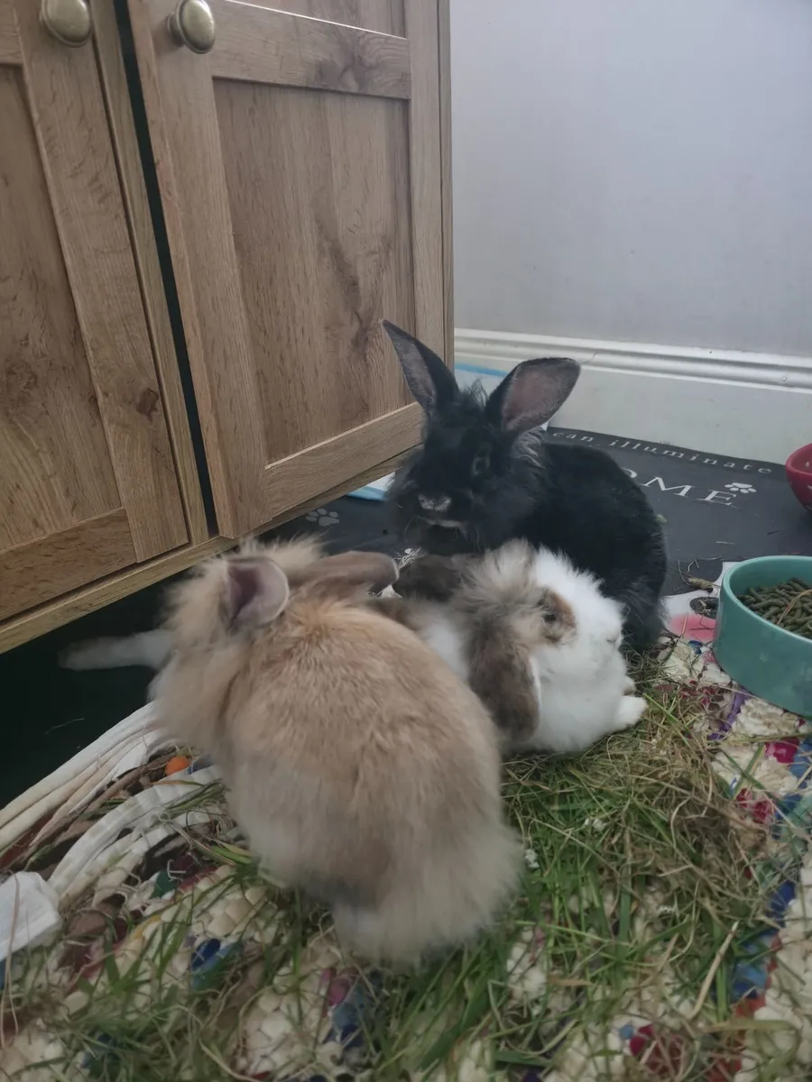 Rabbits - Image 1