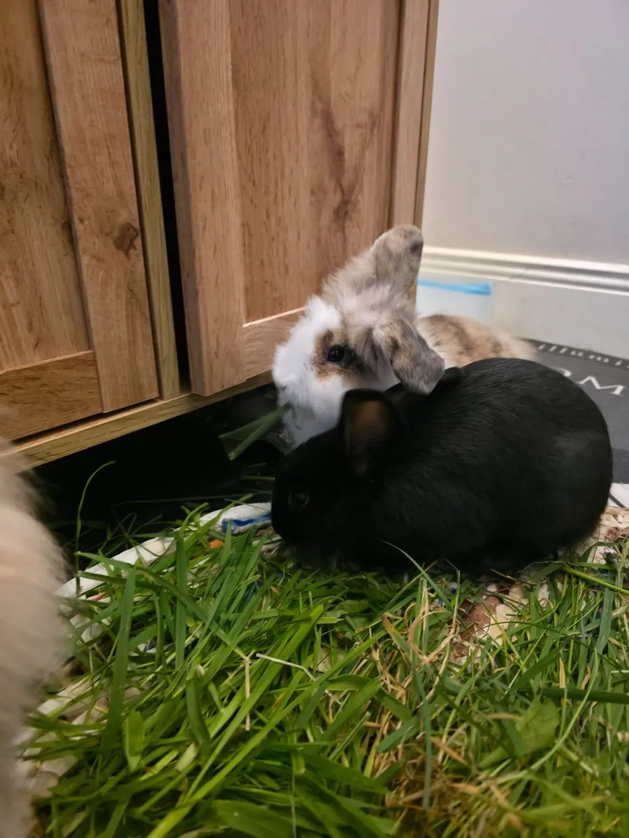 Rabbits - Image 2